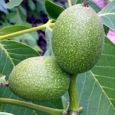 核桃苗