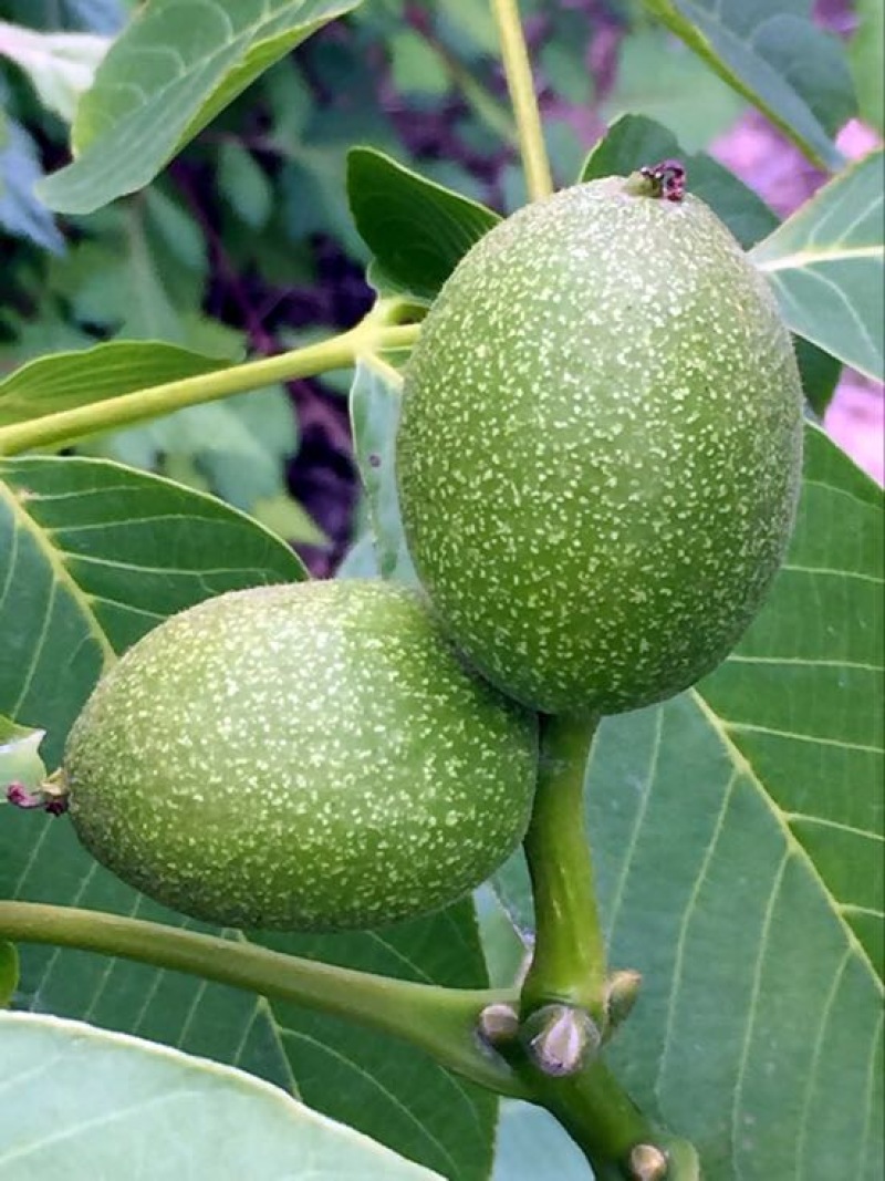 核桃苗