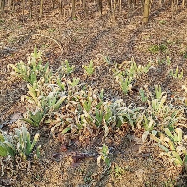 燕尾草绿化工程苗量大优惠农户直销价格优惠