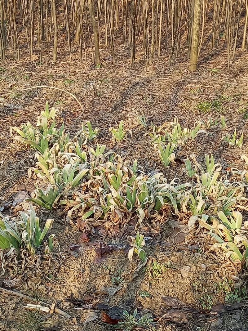 燕尾草绿化工程苗量大优惠农户直销价格优惠