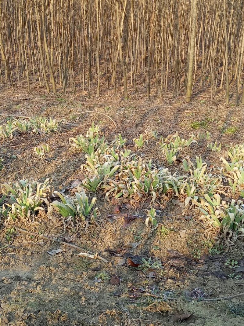 燕尾草绿化工程苗量大优惠农户直销价格优惠