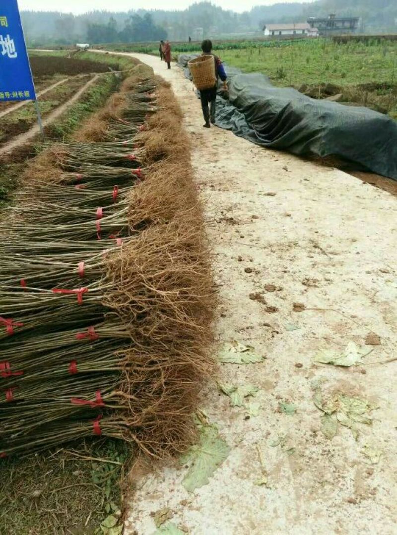 毛叶山桐子树苗