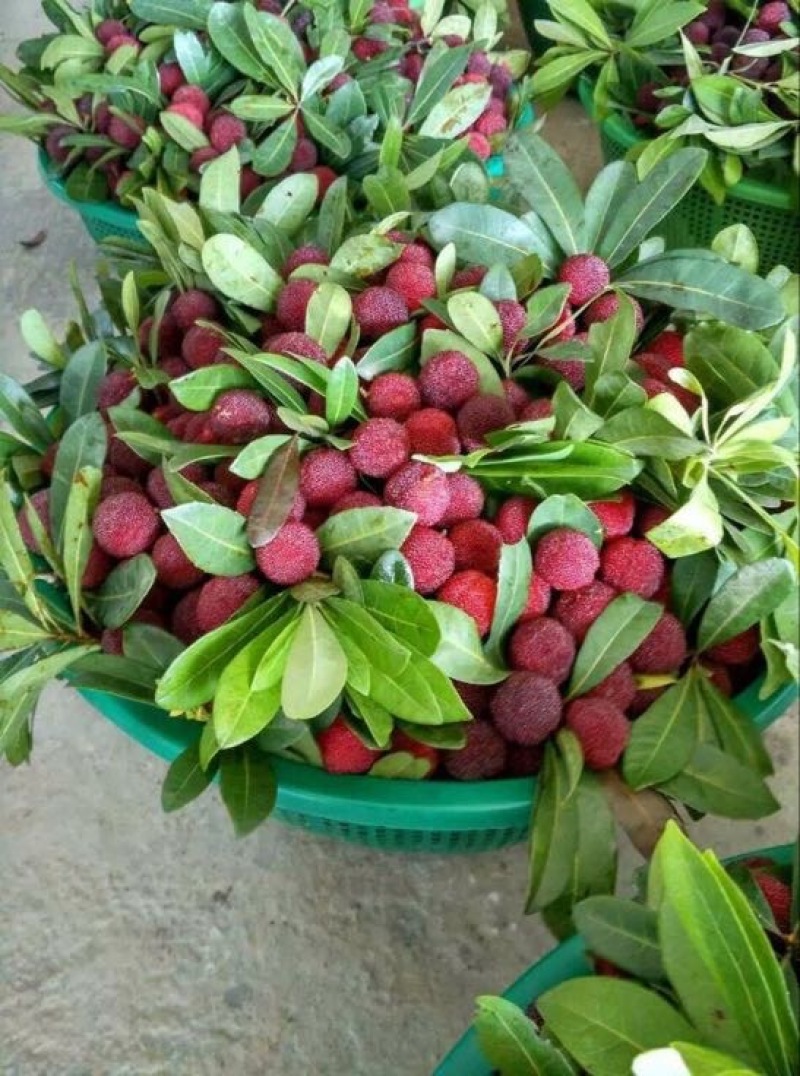 杨梅树