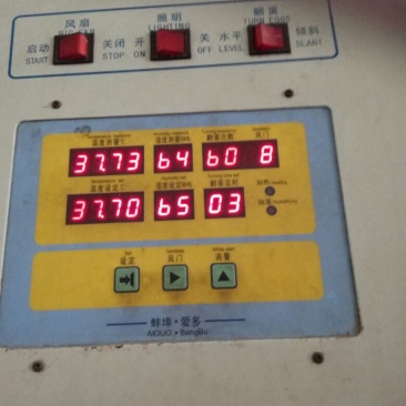 种蛋受精种蛋，红玉种蛋，