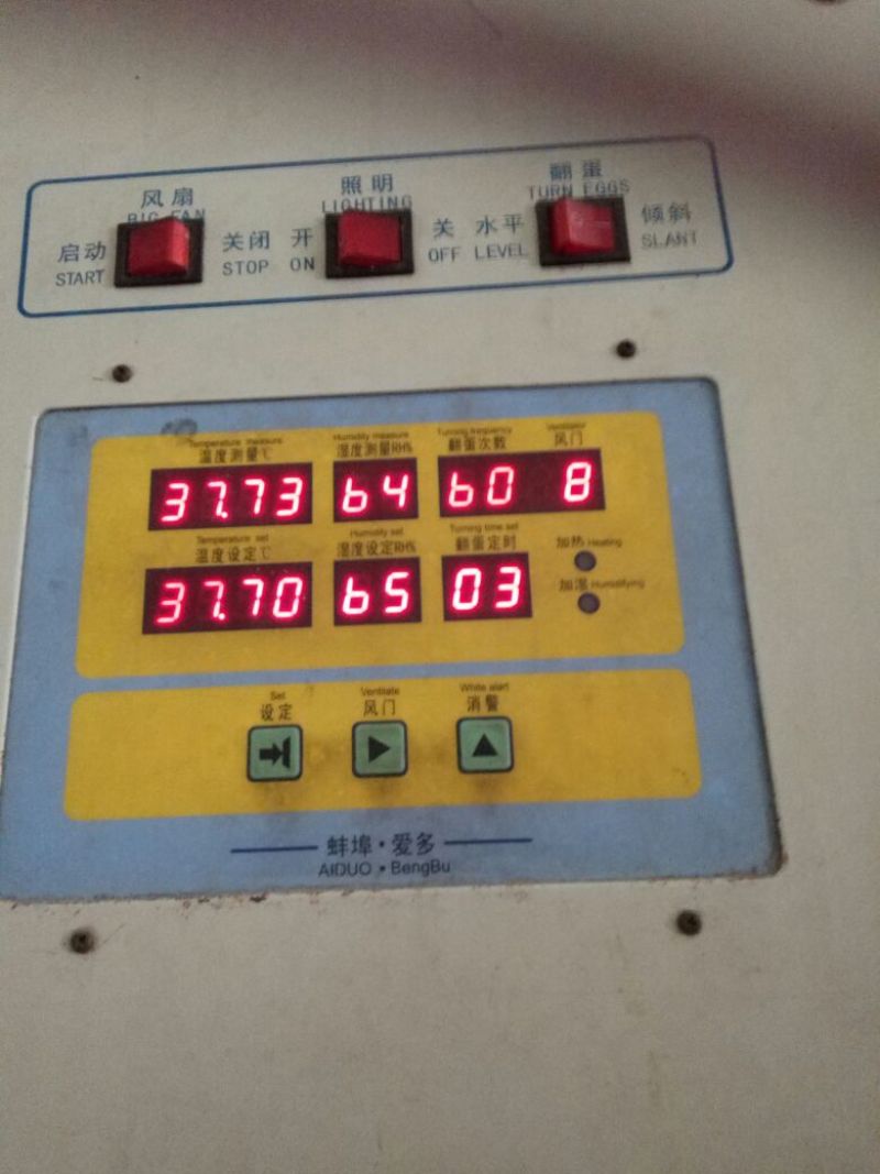 种蛋受精种蛋，红玉种蛋，