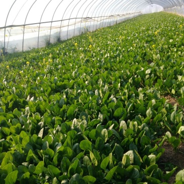菠菜15~20厘米产地直销欢迎全国各地客商前来洽谈合作