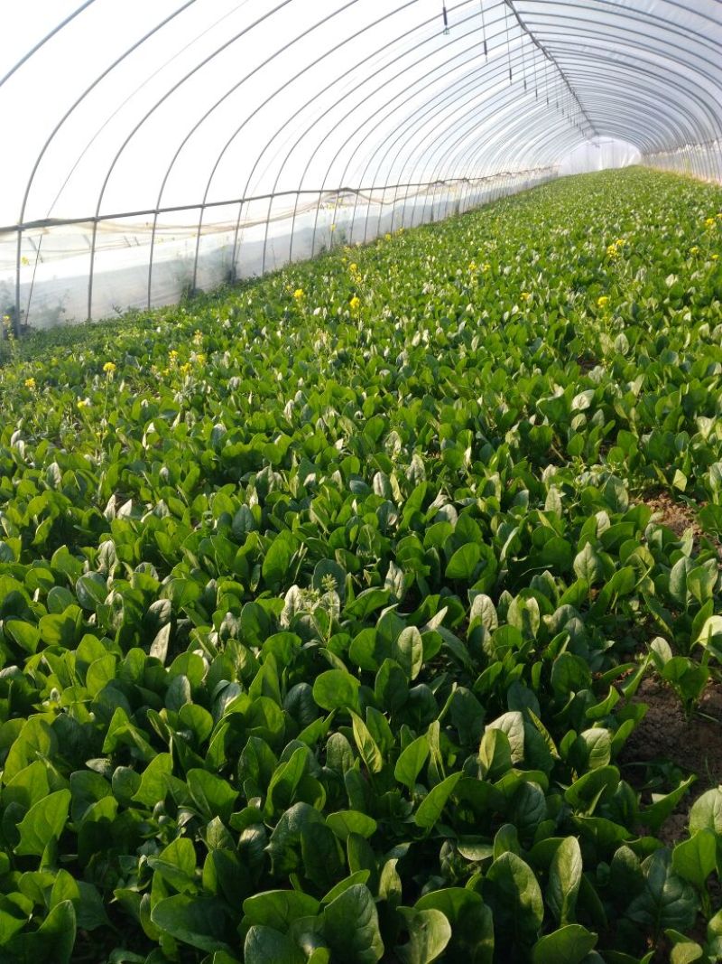 菠菜15~20厘米产地直销欢迎全国各地客商前来洽谈合作