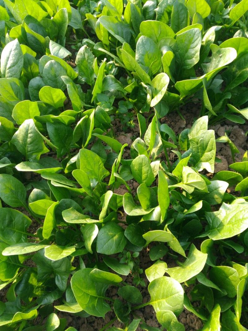 菠菜15~20厘米产地直销欢迎全国各地客商前来洽谈合作