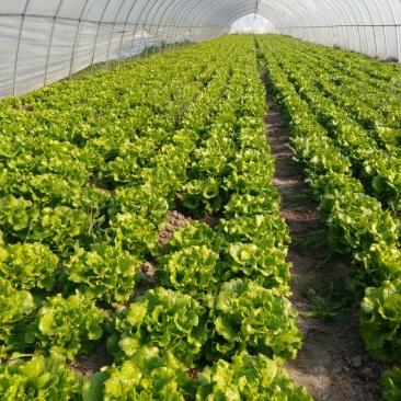生菜4两~5两，常年供应叶菜产地直销欢迎全国各地客商前