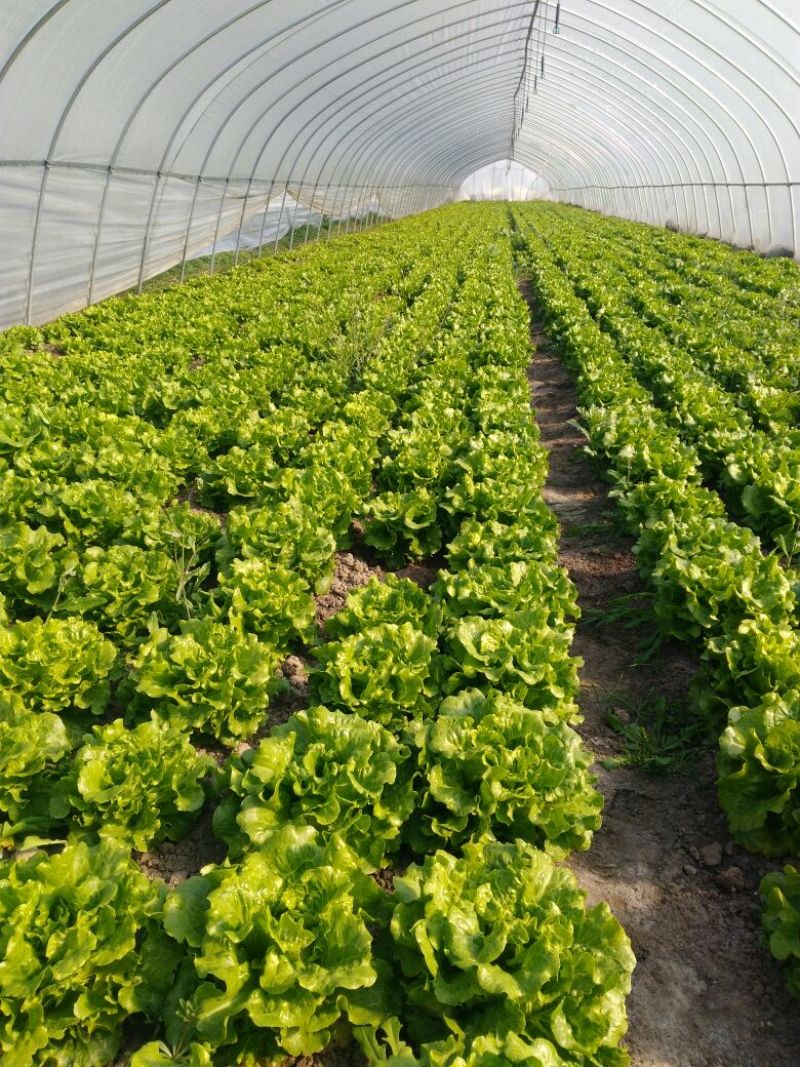 生菜4两~5两，常年供应叶菜产地直销欢迎全国各地客商前