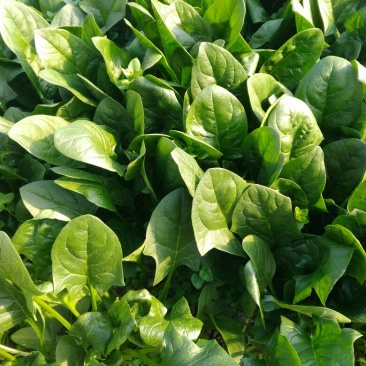 菠菜20~25厘米