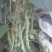 架豆大青豆肉豆。四季豆棒豆20~25厘米货量充足