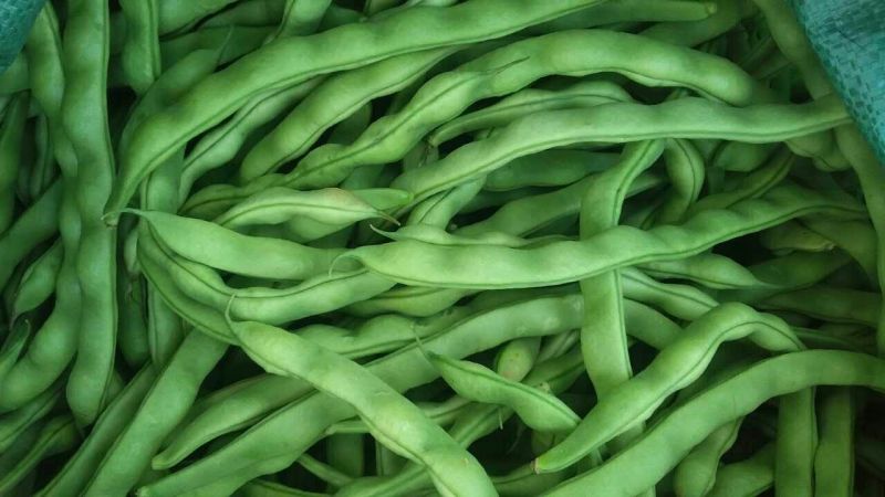 架豆大青豆肉豆。四季豆棒豆20~25厘米货量充足