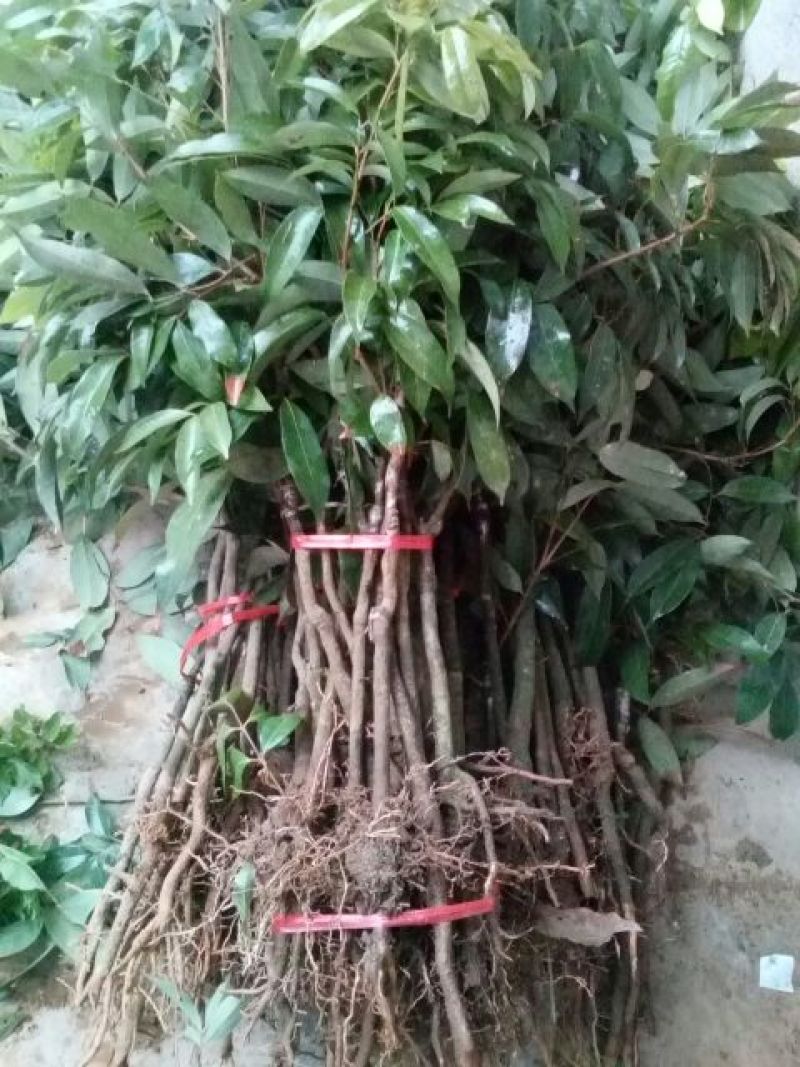 荔枝苗80~100cm