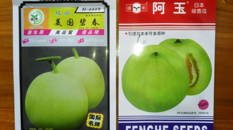 甜瓜种子