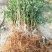 夏之梦桃树苗80cm以上