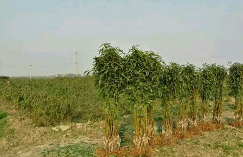 夏之梦桃树苗80cm以上