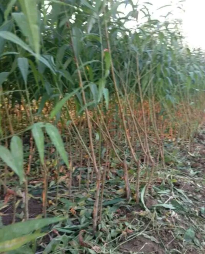 夏之梦桃树苗80cm以上