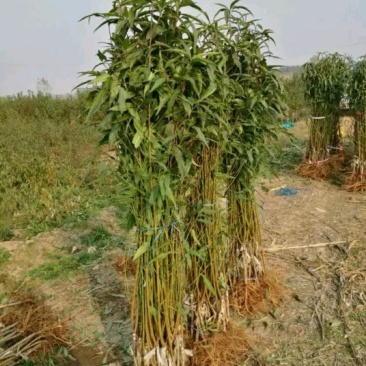 夏之梦桃树苗80cm以上