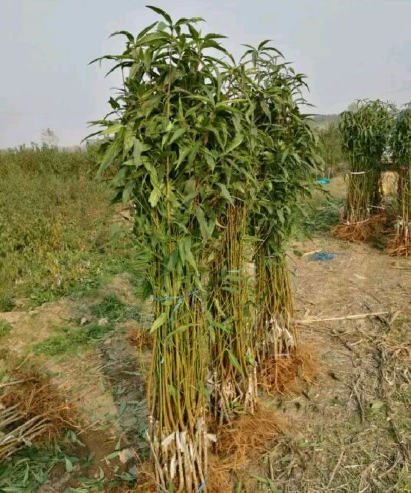 夏之梦桃树苗80cm以上