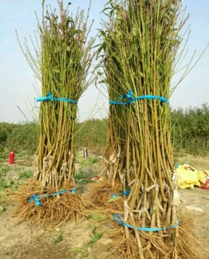夏之梦桃树苗80cm以上