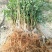 夏之梦桃树苗80cm以上