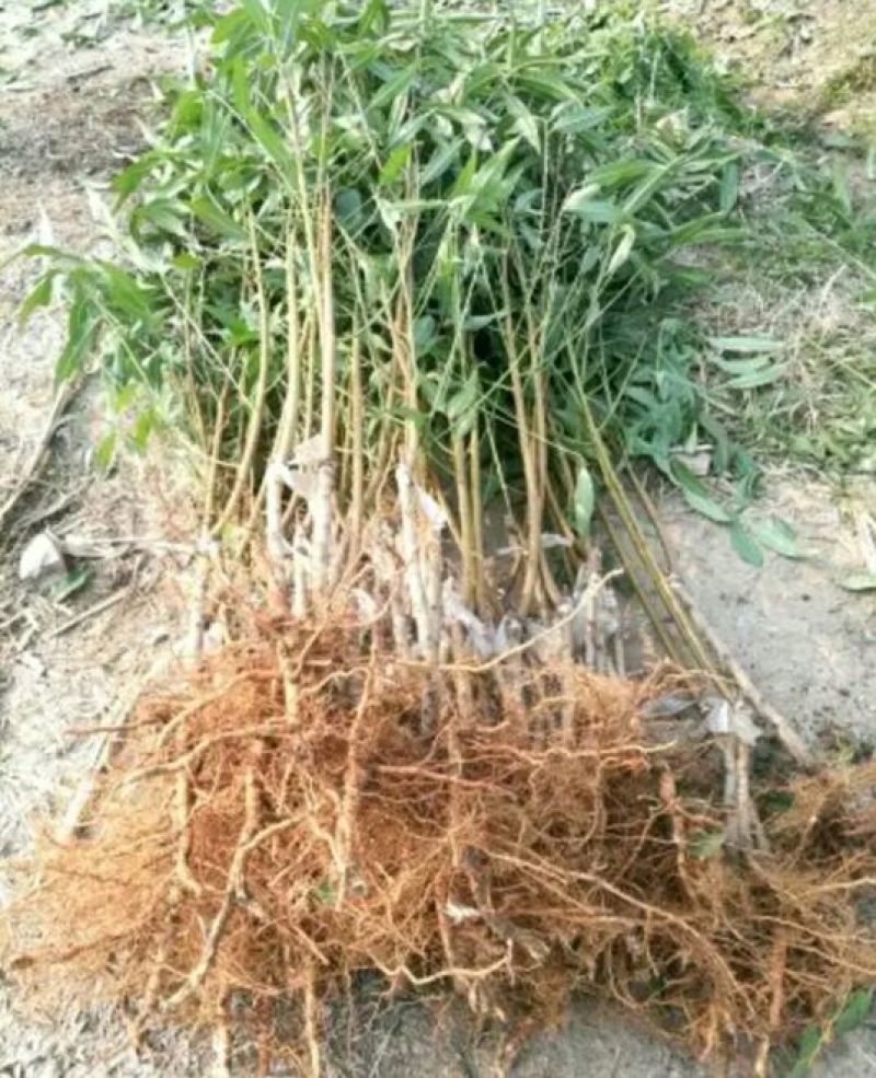 夏之梦桃树苗80cm以上
