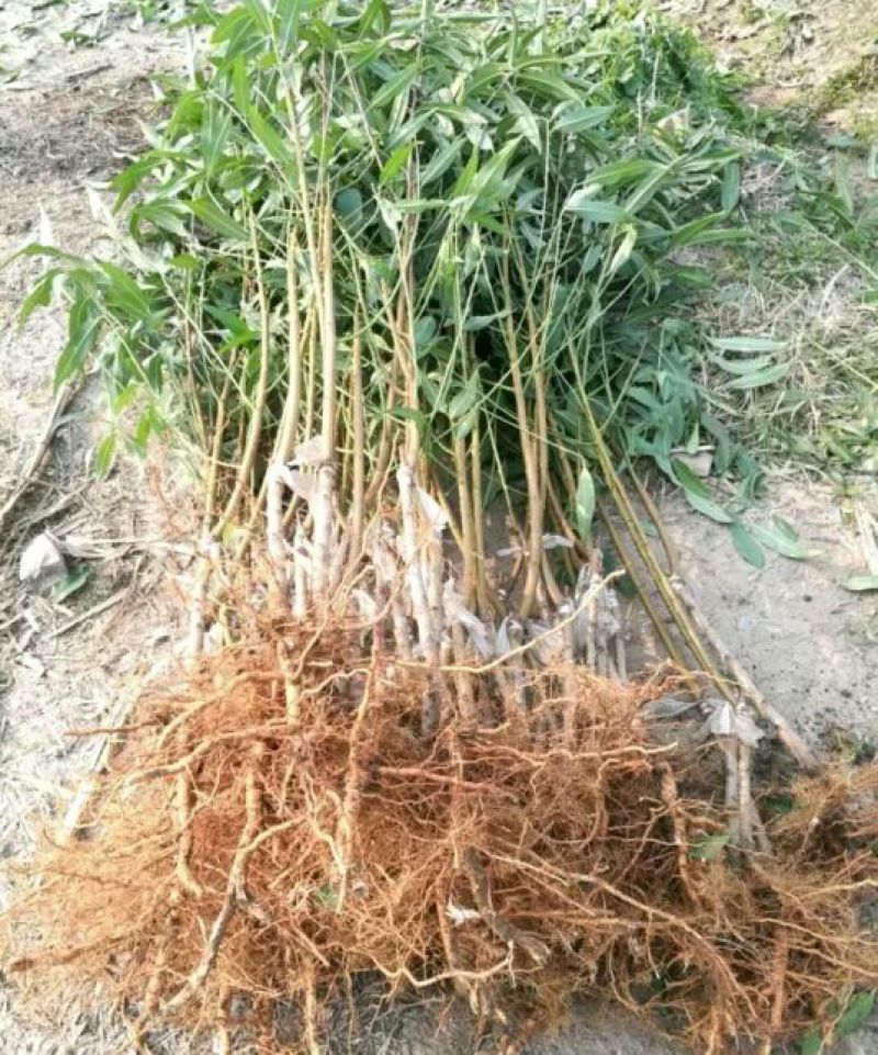 夏之梦桃树苗80cm以上