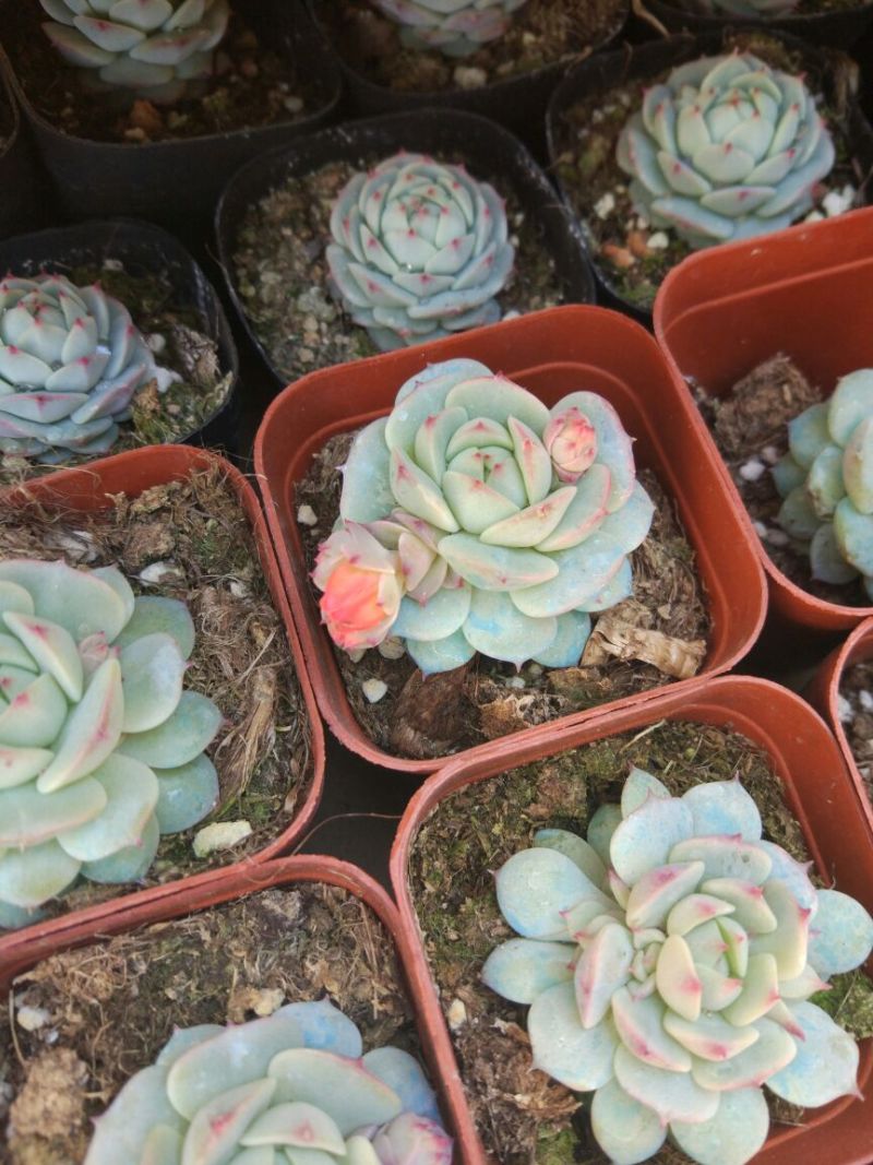 多肉植物多肉植物绿植