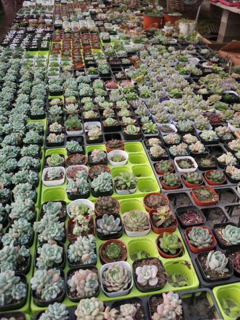 多肉植物多肉植物绿植