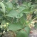草莓苗10~20cm