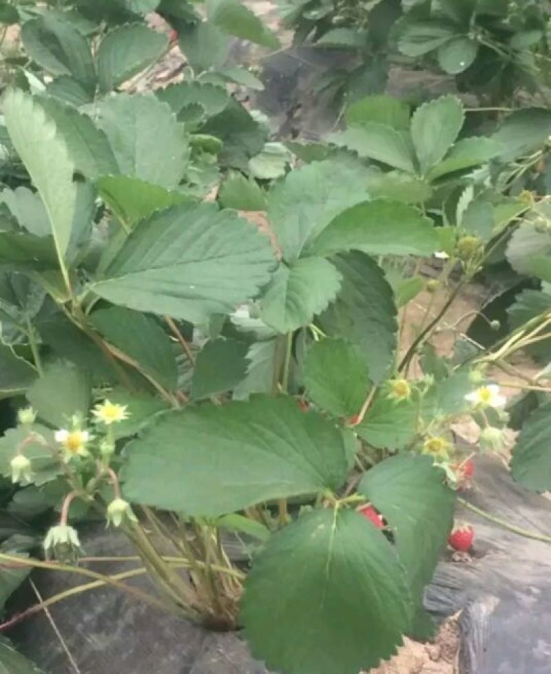 草莓苗10~20cm