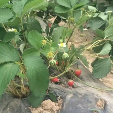 草莓苗10~20cm