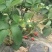 草莓苗10~20cm