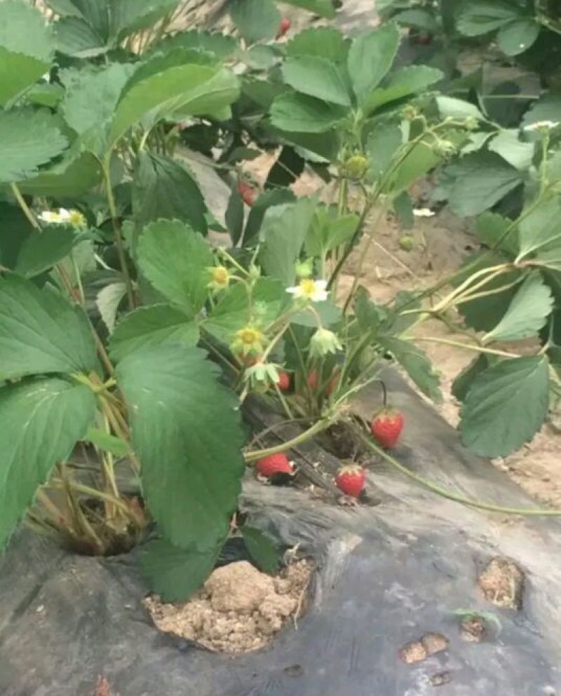 草莓苗10~20cm