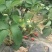 草莓苗10~20cm