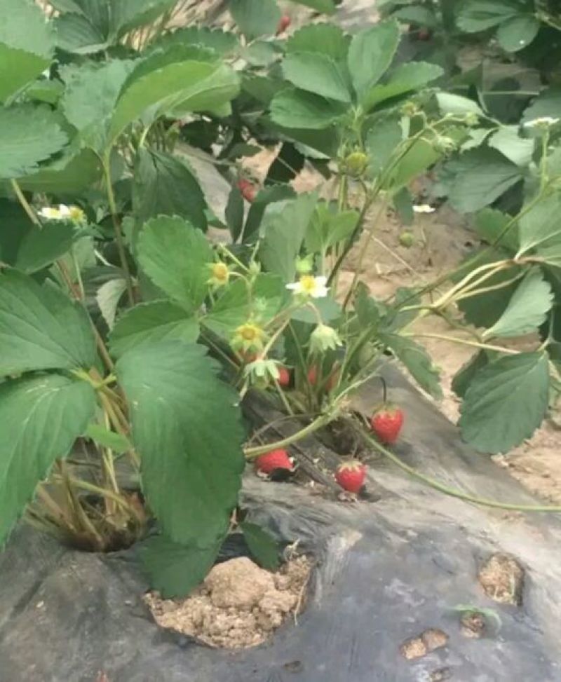 草莓苗10~20cm