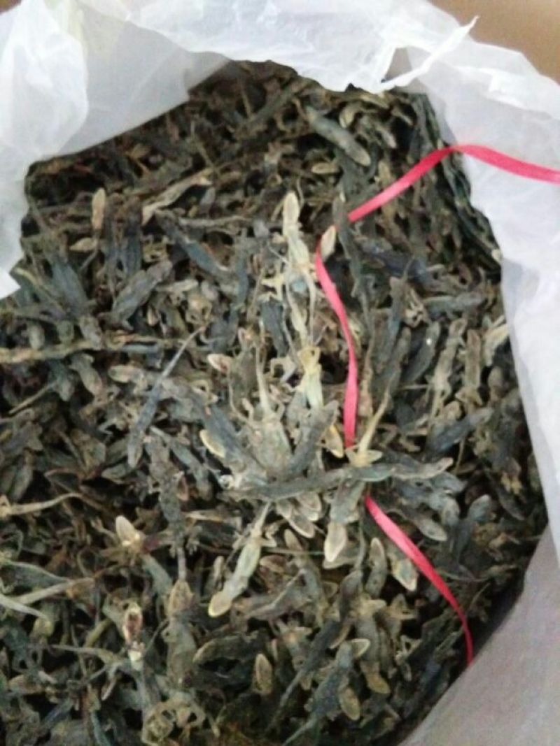 壁虎
