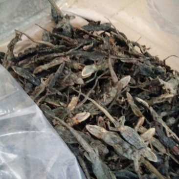 壁虎