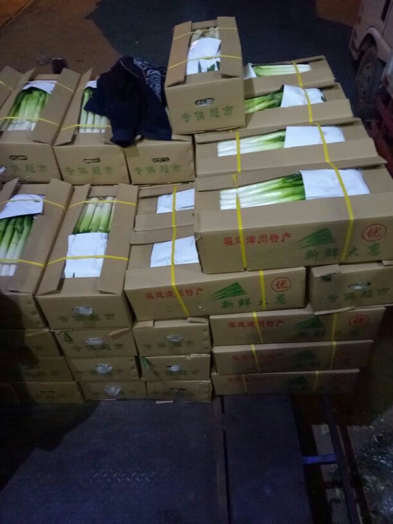 福建精品优质天光一本大葱现挖现卖一手货源