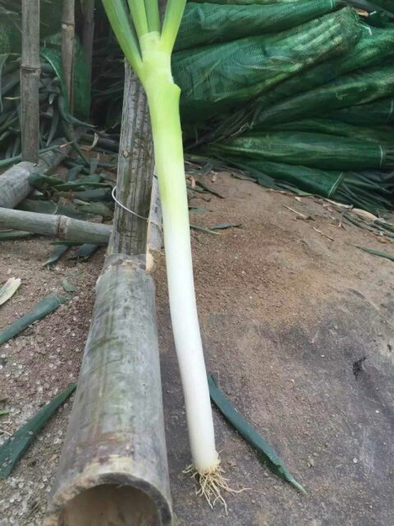 福建精品优质天光一本大葱现挖现卖一手货源