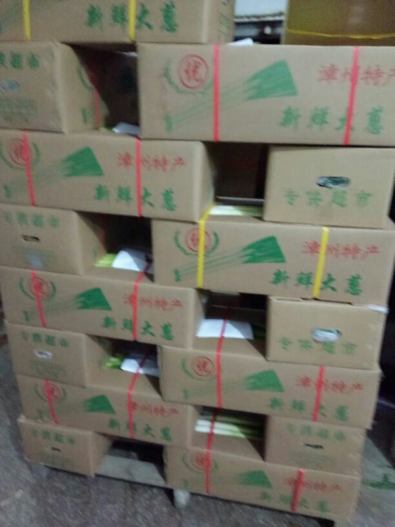 福建精品优质天光一本大葱现挖现卖一手货源