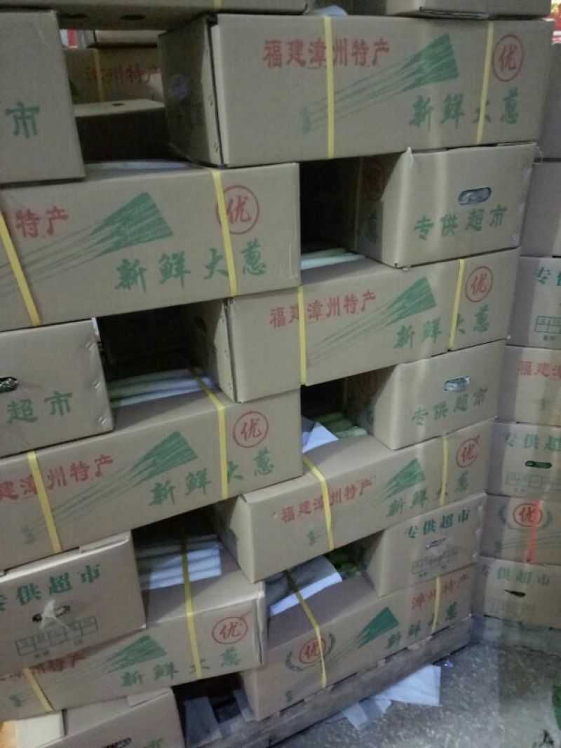 福建精品优质天光一本大葱现挖现卖一手货源