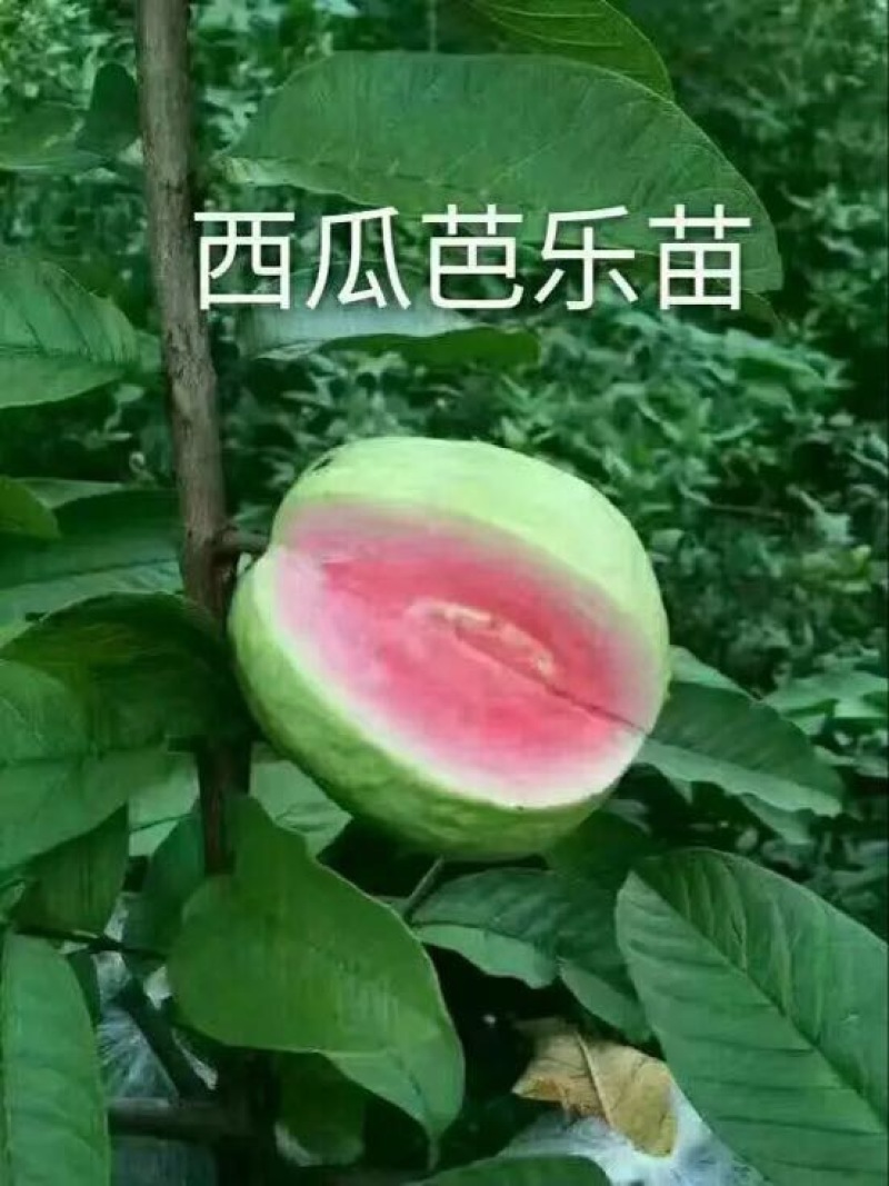 番石榴苗