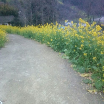 压榨菜籽油一级