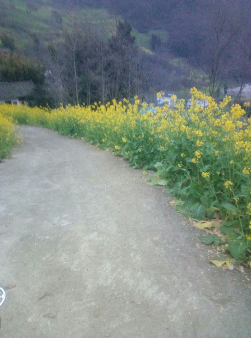 压榨菜籽油一级