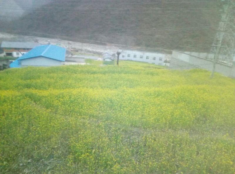 压榨菜籽油一级