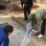 苗圃现挖甜柿子树苗脆甜柿子次郎树苗品种包纯包成活