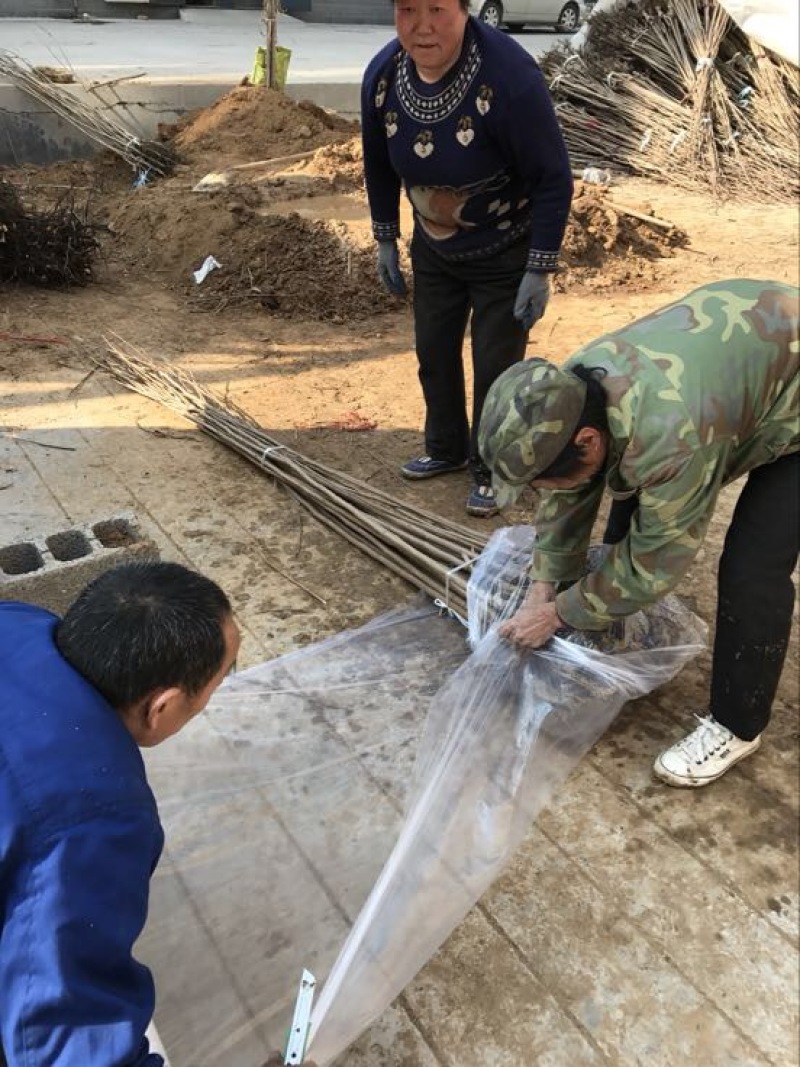 苗圃现挖甜柿子树苗脆甜柿子次郎树苗品种包纯包成活