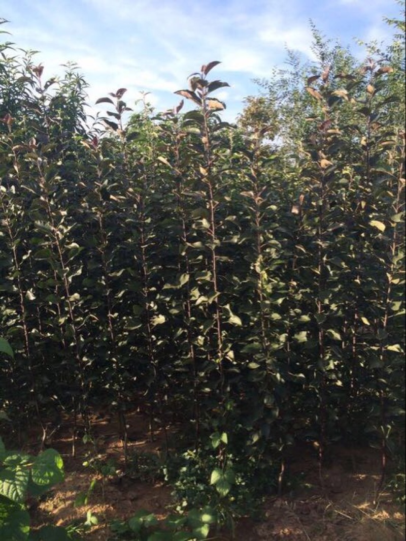 矮化苹果苗中间砧苹果苗早熟中熟晚熟品种